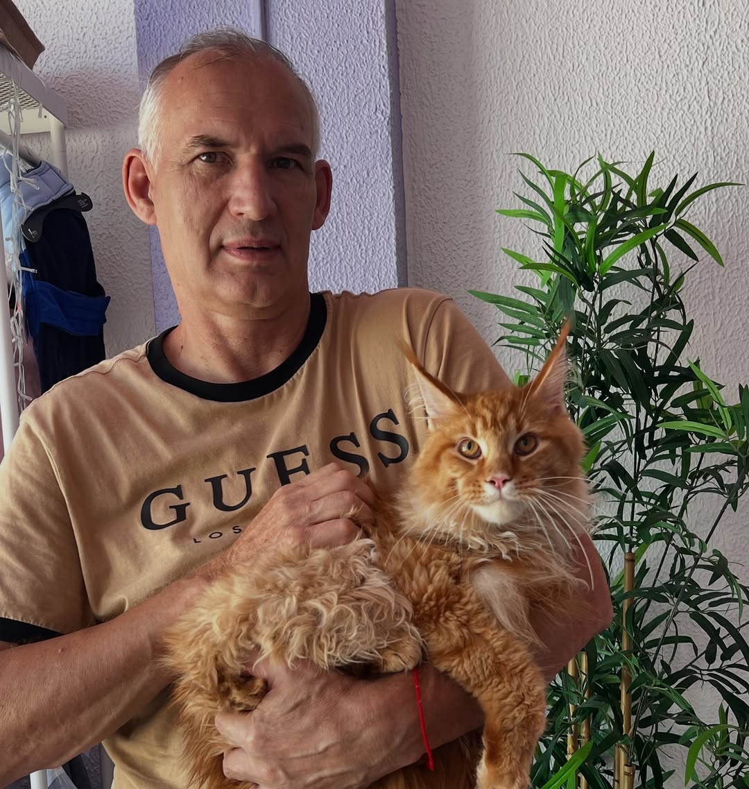 Our red boy went to new family❤️Good luck my baby❤️❤️❤️ #mainecoon #mainecooninstagram #mainecoo